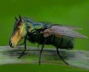 Horsefly